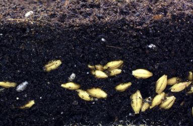 elbaum-hujicast.png