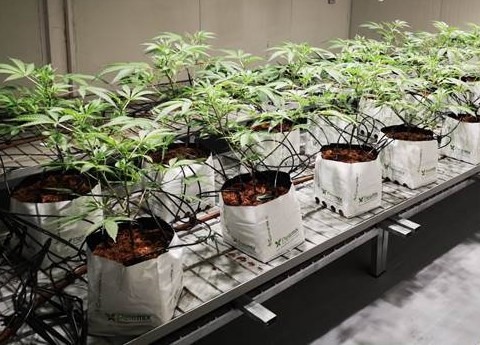 cannabis_plants