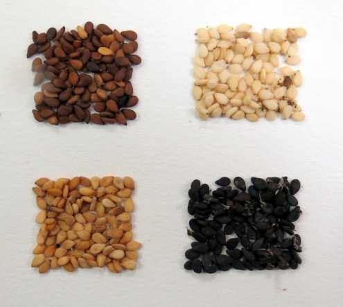 sesame