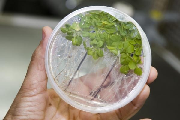 petri dish