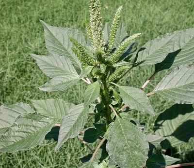 amaranth