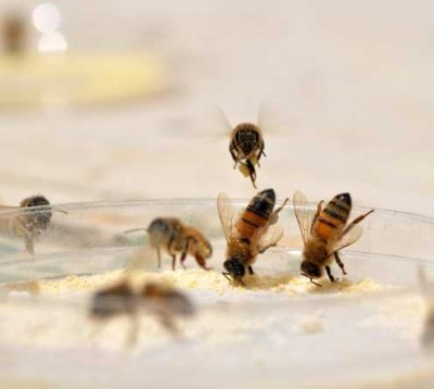 Honey bee workers collecting artificial pollen diets from a feeding dish. The bees can distinguish diets by color, taste and/or 