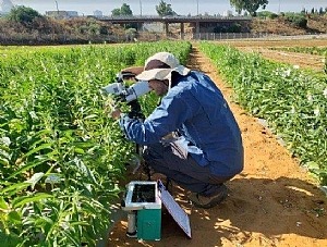 Rom is operating an infra-red gas analyzer (IRGA) sensor to assess gas exchange of sesame plants