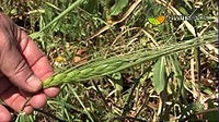 wheat