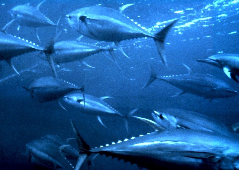 fish