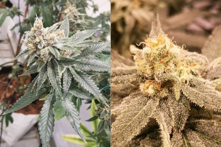 cannabis
