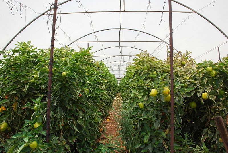 https://upload.wikimedia.org/wikipedia/commons/thumb/e/e4/PikiWiki_Israel_39845_Agriculture_in_Israel.JPG/800px-PikiWiki_Israel_39845_Agriculture_in_Israel.JPG