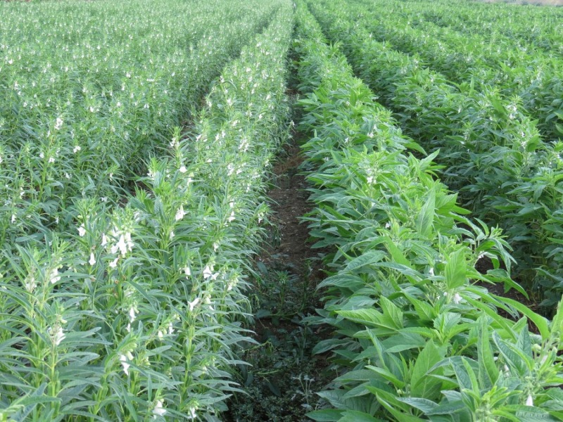 developed an improved sesame cultivar with bigger seeds, more seeds per pod and better bioavailability of the nutrients in the seeds. He and his team are also working to make sesame pods that can be picked by machine rather than by hand.