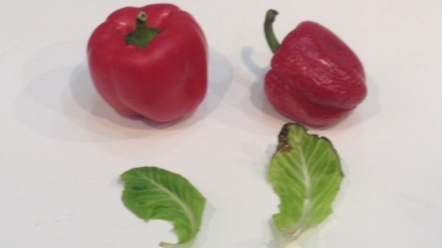 veg