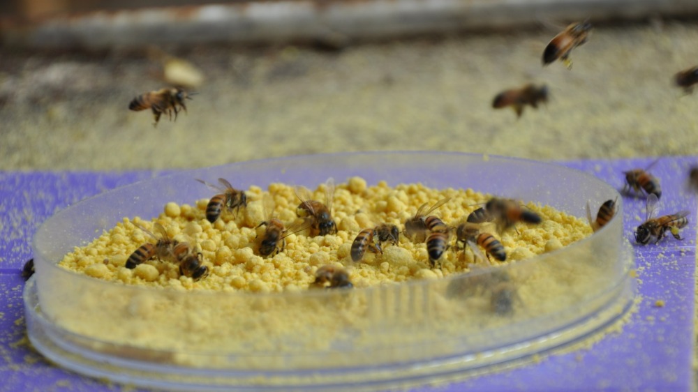 bees