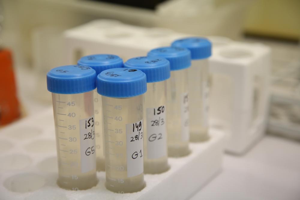 lab