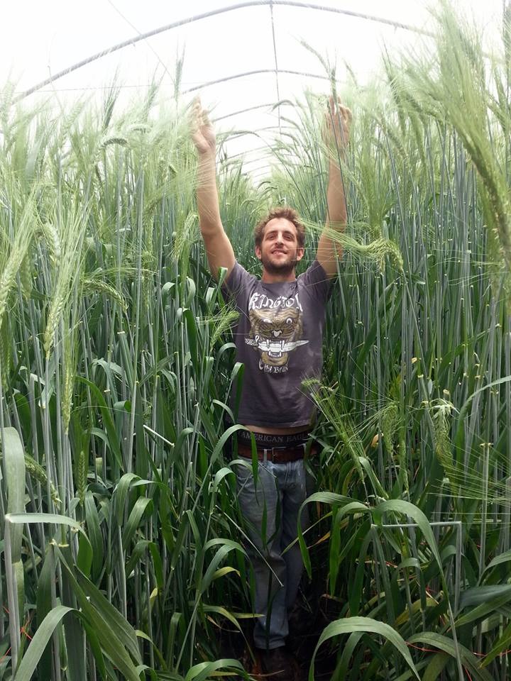 wheat