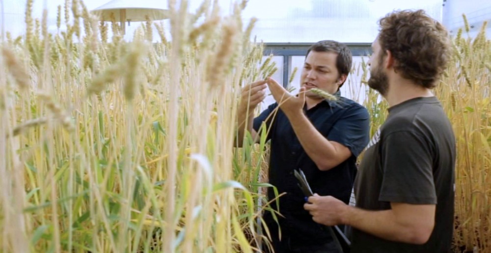 wheat zvi