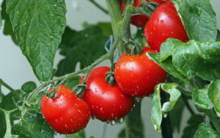 assess-tomatoes-quality-using-ai.jpg