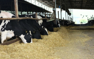 cowshed.jpg