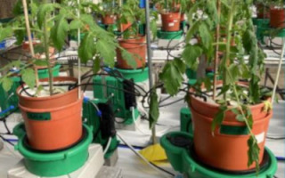 early-detection-of-disease-in-tomatoes.jpg