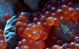 fish-eggs.jpg