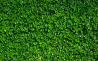 green-living-wall.jpg