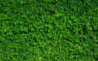 green-living-wall.jpg