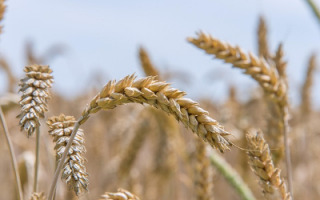 natural-selection-in-wheat-why-the-weak-come-out-on-top.jpg