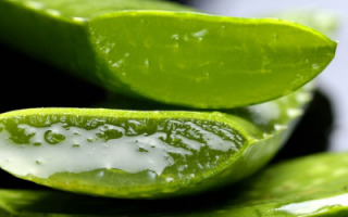 secret-ingrediant-in-cultured-meat-aloe-vera.jpg