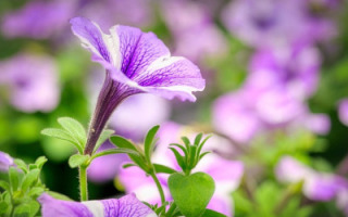secret-of-petunia-scent.jpg