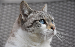 simple-cream-save-cats-vision.jpg