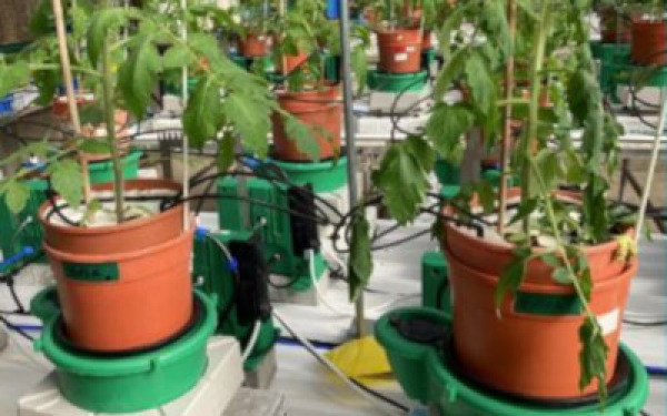 early-detection-of-disease-in-tomatoes.jpg