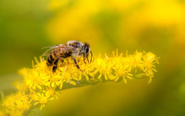 flowers-that-affect-viruses-among-bees.jpg