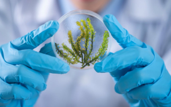 news-asaf-levy-plants-and-bacteria-exchange-genes.jpg