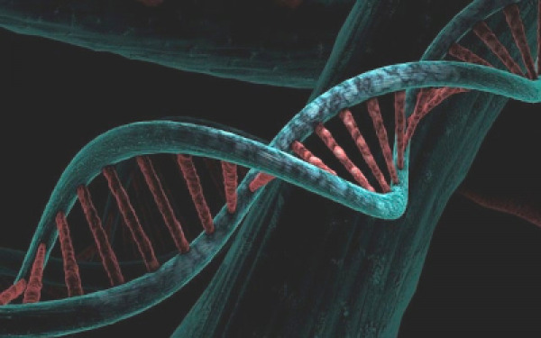 rapid-dna-test-to-monitor-the-spread-of-leishmaniasis.jpg