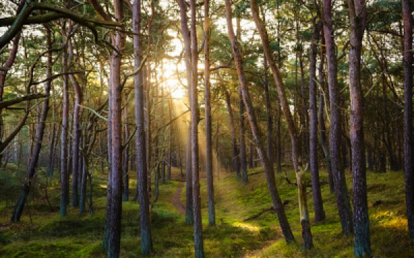 rapid-weather-shifts-alter-the-way-forests-breathe.jpg