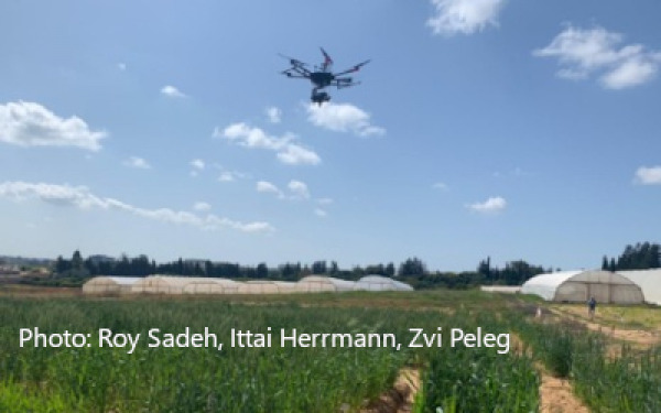 Wheat Varieties with Better Drought Resilience wheat-varieties-with-better-drought-resilience.jpg