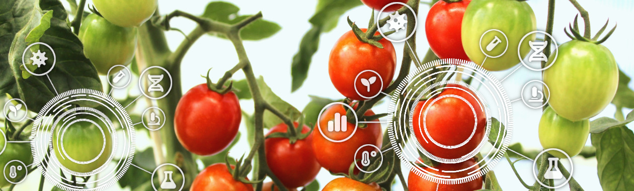 banner-cherry-tomatoes-mask.jpg