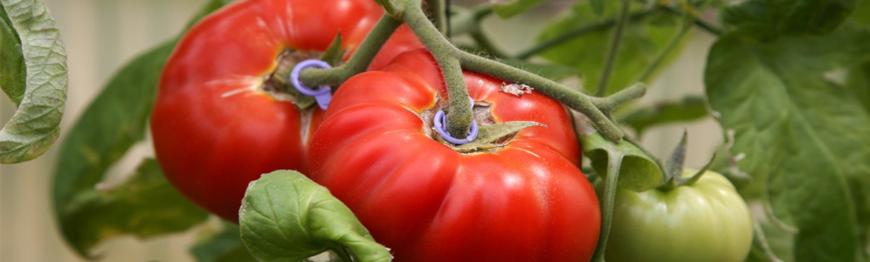 tomato-banner-slideshow-wide.jpg