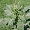 amaranth