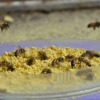 bees