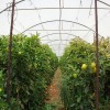 https://upload.wikimedia.org/wikipedia/commons/thumb/e/e4/PikiWiki_Israel_39845_Agriculture_in_Israel.JPG/800px-PikiWiki_Israel_39845_Agriculture_in_Israel.JPG