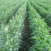 developed an improved sesame cultivar with bigger seeds, more seeds per pod and better bioavailability of the nutrients in the seeds. He and his team are also working to make sesame pods that can be picked by machine rather than by hand.