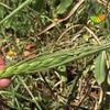 wheat